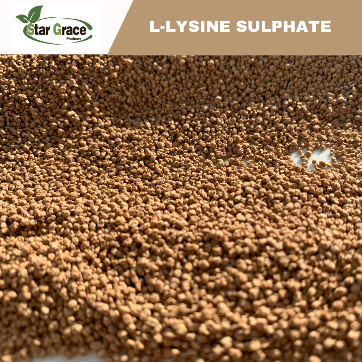 L Lysine Sulphate Feed in Aquarium